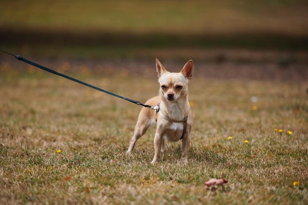 Die besten leo-röcke für jeden anlass: stilvoll und vielseitig